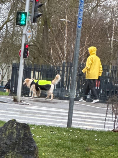An outdoor scene in Oberhausbergen, France, depicts a street crossing area. A person wearing a bright yellow hooded raincoat, black pants, and white sneakers walks from right to left across a paved surface adjacent to a marked pedestrian crosswalk. To their left, a light-colored dog wearing a black and neon yellow high-visibility vest walks in the same direction, positioned on the crosswalk stripes.
In the mid-ground, a dark metal fence runs horizontally. Behind the fence on the left, a partially obscured figure in a dark hooded garment is visible. Two grey utility poles are present; the central one features a vertical three-section traffic light with the top red light illuminated, and below it, a square pedestrian traffic light displaying a green "walk" signal. Further down this pole, another vertical two-section traffic light also shows a red light. A yellow diamond-shaped sign and a circular red sign are affixed to the poles.
The background consists of numerous deciduous trees with bare branches. The foreground features a grassy area with small white flowers and a large dark, irregularly shaped rock in the lower left corner.