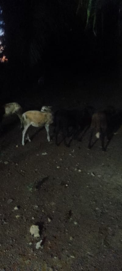Several goats stand in the dark. One light-colored goat stands out, while others are darker and harder to discern. The animals appear to be in a grassy or dirt-covered area with sparse vegetation and rocks scattered on the ground. Overhead, dark foliage or trees obscure much of the sky. A faint glow is visible in the upper left corner. The overall scene is dimly lit and mostly dark.