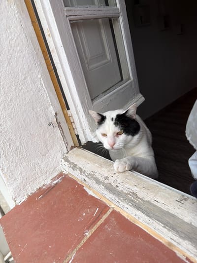 A white and black cat with yellow eyes leans out of a window frame. The frame is white with peeling paint, and the ledge beneath is painted white. To the right of the frame, there are reddish-brown tiles. The location is likely Sant Martí Sarroca, Spain, given the prompt's request. The scene depicts the cat looking down from the window, possibly interacting with something or someone outside. The indoor environment is dimly lit.