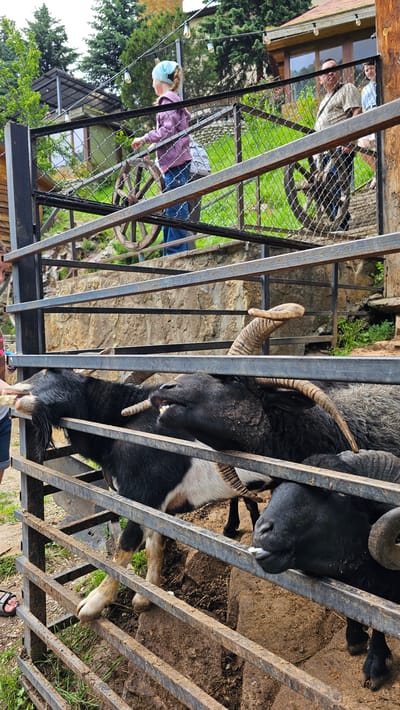 In the city of Krasnyy Kurgan, Russia, a young girl in a purple jacket and blue jeans is feeding goats. She is standing on an elevated platform, looking down at the goats through a metal fence. One goat, with black and white fur and prominent horns, is reaching out to take food from her. Another goat, with black fur and large curved horns, is also visible. In the background, two adults are standing on the same platform, and a wooden building with a red roof is visible. The environment appears to be an outdoor animal enclosure, possibly a petting zoo or farm.