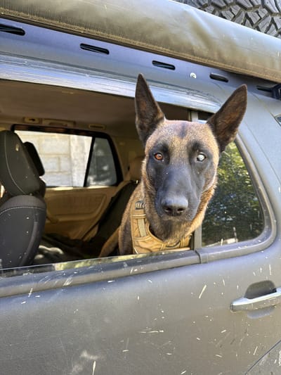 A tan and black Belgian Malinois dog with a visible cataract in its left eye is peering out of the rear driver's side window of a vehicle. The dog is wearing a tan harness. The vehicle, which appears to be dark gray or black with splattered white markings, is likely a truck. The interior of the vehicle includes light tan upholstery and black headrests. The exterior background visible through the window is blurred, with hints of green foliage. The location is Saguramo, Georgia. A tire can be partially seen in the top left corner.