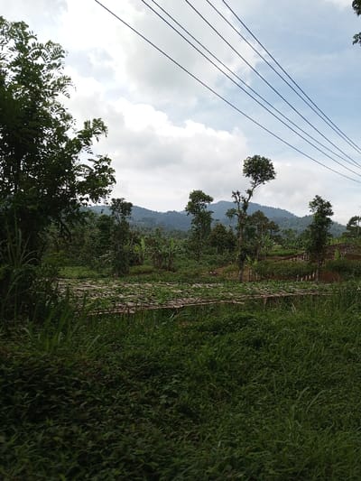 This image depicts a rural agricultural landscape in Kandenuwara, Sri Lanka, under an overcast sky with visible patches of blue. The foreground consists of dense green vegetation, including tall grasses and leafy shrubs. In the midground, an agricultural field is visible, featuring multiple horizontal bamboo or wooden trellises or drying platforms supporting cultivated plants. Various trees, including banana plants, are scattered throughout the field. The background is dominated by distant, lush green mountains covered in dense foliage. Five parallel utility lines stretch across the upper right portion of the sky. No human subjects or animals are present, and no specific actions or interactions are depicted.