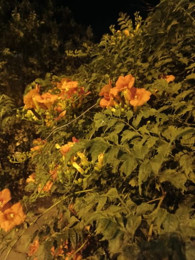 This is a close-up, low-light photograph of an orange trumpet vine plant. The plant is densely covered with lush green leaves and clusters of vibrant orange, trumpet-shaped flowers. Many of the flowers are fully bloomed, while others are still in bud form. The lighting suggests it is nighttime or very early morning, with artificial light casting a warm glow on the foliage and flowers. The background is dark and out of focus, with hints of trees and a dark sky. The image is taken from a slightly elevated perspective, looking down at the plant. No people or animals are visible. The scene is located in Florynske, Ukraine.