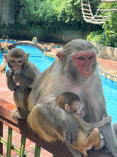 In Nanwan Village, China, a monkey mother sits on a wooden railing overlooking a blue swimming pool. She cradles a young monkey, who is clinging to her. Another young monkey sits beside them, eating something. The background shows lush green trees and a rope net structure. The image captures a moment of familial tenderness amidst a park-like setting.