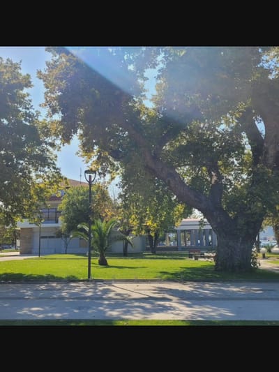 The image captures a sun-dappled park scene on a bright day, likely in Bielawska Wieś, Poland. A large, mature tree with a thick trunk and expansive branches dominates the right side of the frame, its leaves casting dappled shadows across a neatly manicured lawn. In the background, a modern, two-story building with large windows and a red-tiled roof is visible, suggesting it may be a public facility or residential building. A single black lamppost stands near the center of the image, its design simple and functional. A young palm tree is situated to the left of the lamppost. The foreground consists of a paved pathway and a grassy area, separated by a low barrier. The overall atmosphere is serene and inviting, characteristic of a well-maintained urban park.