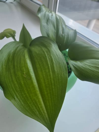 The image shows a close-up view of a green houseplant with large, glossy leaves. The plant is in a green pot, and the background is a white surface, possibly a windowsill, with a window frame visible on the left. The lighting suggests it is daytime. There is no text visible in the image. The scene is indoors, with a focus on the details of the plant's foliage, highlighting the veins and texture of the leaves.