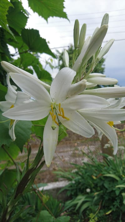 A close-up, slightly tilted, eye-level shot captures a cluster of white lilies in bloom, interspersed with unopened buds. The lilies, with their delicate white petals and vibrant yellow stamens, are the primary subjects. The focus is sharp on the opened lilies, revealing water droplets on their petals, suggesting recent rain or dew. Behind the flowers, blurred green foliage and a textured, possibly stone or concrete wall, create a natural backdrop. The sky, visible in the upper left, appears overcast. The overall impression is one of natural beauty and freshness, likely captured during daylight hours in a garden setting. There is no visible text in the image.
