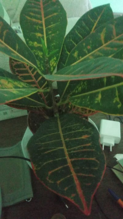 A close-up, eye-level shot shows a potted croton plant with large, dark green leaves that have prominent yellow and reddish-orange veins. The leaves are variegated with splashes of yellow and green. A new green shoot is visible emerging from the center of the plant. The plant is in a dark pot, partially obscured by its own leaves. In the background, a white electrical adapter with two prongs is on the right side of the frame, and a dark blue and orange pen is also visible. A green fabric item, possibly a bag or garment, is on the left side. The scene appears to be indoors, on a dark wooden surface. There is no visible indication of the city of Pereiaslav, Ukraine.