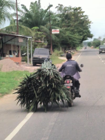 In Kruengseupeng, Indonesia, a man rides a motorcycle down a paved road, carrying a large bundle of green foliage. The man, wearing a dark jacket and a cap, is positioned in the center of the frame, his back to the camera. The foliage, which appears to be pineapple leaves, is strapped to the back of the motorcycle and extends significantly to the left, partially obscuring the front of the vehicle. The road is lined with grass and trees, and a dark-colored van is parked on the right side of the road in the distance. A small building with a corrugated metal roof is visible on the left side of the road. The sky is overcast.