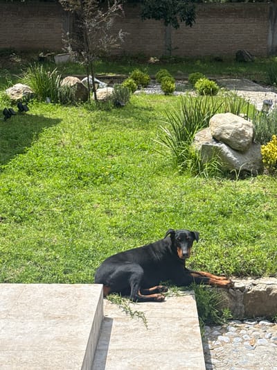 A black Doberman Pinscher lies on the grass in a sunlit, fenced backyard. The dog is positioned in the lower right quadrant of the image, facing the camera with its head slightly turned. Its body is stretched out, with its front paws extended and its hindquarters resting. The dog has tan markings on its face and legs. The backyard features a manicured lawn with scattered rocks and landscaping, including tall green grass and some shrubs. A tiled patio or step is visible in the foreground. In the background, a brick wall and some trees are present. The overall scene suggests a peaceful outdoor setting. This location is Canalejas, Mexico.
