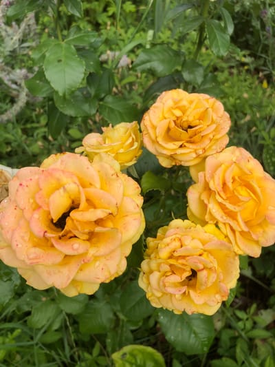 In an outdoor garden setting, five yellow roses with hints of pink and red on their petals are in bloom, clustered together. Water droplets are visible on the rose petals, suggesting recent rain or watering. The roses are surrounded by lush green foliage and leaves. The scene is likely a garden in Radomyshl, Ukraine, given the context provided.