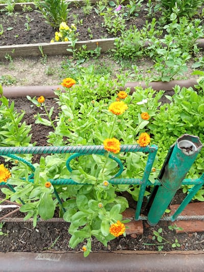 This is a medium shot, eye-level, outdoor photograph of a garden bed filled with green foliage and several bright orange flowers, likely marigolds. The flowers are in various stages of bloom, with some fully open and others still in bud. The plants are growing in dark soil, with some visible mulch or organic matter. A green metal fence with a twisted wire pattern runs horizontally across the foreground, partially obscuring the flowers. To the right, a rusty green metal post, part of the fence structure, stands upright. In the background, more plants and the edge of a raised garden bed are visible. The lighting suggests it is daytime, and the overall impression is of a vibrant, natural setting. There is no visible text in the image. The location is Älimbet, Kazakhstan.