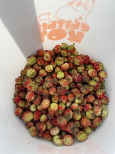 The image shows a white bucket filled with wild strawberries. The strawberries are small and vary in color from light green to red, with some showing a mix of both. Many of the strawberries have their green caps still attached. The bucket has an orange design on its interior, partially visible on the left side of the image, which appears to be text and a graphic. The design has a stylized character or animal, and text that may read "TOP" and "LOT." The lighting suggests it is daytime, possibly outdoors, as there is a shadow cast on the side of the bucket. The strawberries are piled high, indicating a recent harvest or a significant collection. The scene is simple and focuses on the bounty of the harvested fruit. There are no people visible in the image. The setting appears to be a casual, possibly agricultural or natural environment, given the presence of wild strawberries.