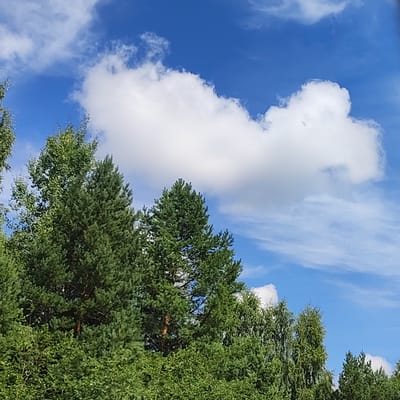 The image shows a clear blue sky with scattered white clouds above a dense line of green trees. The trees are a mix of coniferous and deciduous types, with some showing pine needles and others with fuller foliage. The lighting suggests it is daytime, likely midday, with the sun high in the sky. There are no people or animals visible in the image. The scene is a natural landscape, with the trees forming a solid barrier in the lower portion of the frame. The clouds are varied, with some appearing fluffy and others more wispy and streaked. The overall impression is one of a bright, sunny day in a wooded area. This image is believed to have been taken in the city of Rokotovo, Russia.
