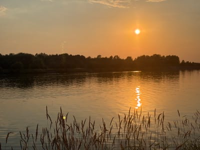 A serene sunset scene unfolds over a tranquil body of water, likely a lake or river, in Żyrardów, Poland. The sky is painted in warm hues of orange and yellow, with the sun, a bright orb, positioned slightly left of the center in the upper portion of the frame. Silhouetted against the radiant sky is a dense line of trees forming the distant shoreline. The water's surface reflects the warm glow of the setting sun, creating a shimmering path of light that extends towards the viewer. In the foreground, tall grasses, rendered in dark silhouettes, stand at the water's edge, their feathery tops catching the light. There are no people visible in the image. The overall atmosphere is peaceful and natural.