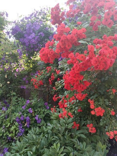 This is a vertical, eye-level, full shot of a garden in bloom, with a focus on clusters of red roses and purple clematis. The red roses are densely packed on the right side of the frame, with many small, vibrant red buds and blossoms. They are on long, arching stems that cascade downwards and upwards, creating a lush, overflowing effect. The purple clematis vines are on the left and in the background, with numerous star-shaped flowers and dark green leaves. Some of the clematis flowers appear to be in various stages of bloom, with some buds and some fully open.
Beneath the rose and clematis bushes, large, dark green leaves of what appear to be peony plants are visible, forming a dense ground cover. The overall impression is one of a vibrant and abundant garden. The lighting suggests it is daytime, with sunlight filtering through the foliage, creating areas of both light and shadow. The leaves and flowers appear healthy and well-maintained. There are no people or objects other than the plants visible in the frame. The location context is Recea, Moldova. There is no visible text in the image.