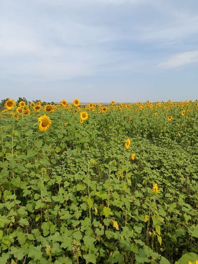 A field of sunflowers is captured under a pale blue sky with wispy clouds, suggesting it is either early morning or late afternoon. The sunflowers are in full bloom, their yellow petals contrasting with the lush green foliage of the plants and the surrounding vegetation. In the distance, a faint line of trees can be seen, bordering the field and leading towards a flat, horizon line. The scene appears to be located in the city of Novoaleksandrovka, Russia. There are no people or animals visible in the frame. The overall impression is one of natural beauty and tranquility.