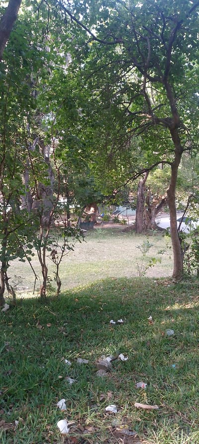 The image depicts an outdoor area within Tudor ward, Kenya, characterized by natural vegetation and evidence of human presence. The foreground features a grassy expanse with scattered dry leaves and an accumulation of litter, including multiple white plastic cups and various wrappers. Sunlight filters through the overhead canopy, creating patches of light and shadow on the grass. Numerous trees with dense green foliage dominate the scene, with younger trees and shrubs visible closer to the viewer and larger, mature trees further back. In the middle ground, partially obscured by trees, is a dirt path or open area. Distant background elements include additional dense tree cover and what appears to be a light-colored structure or building. No individuals or specific human activities are visible. The overall environment appears neglected due to the visible refuse.