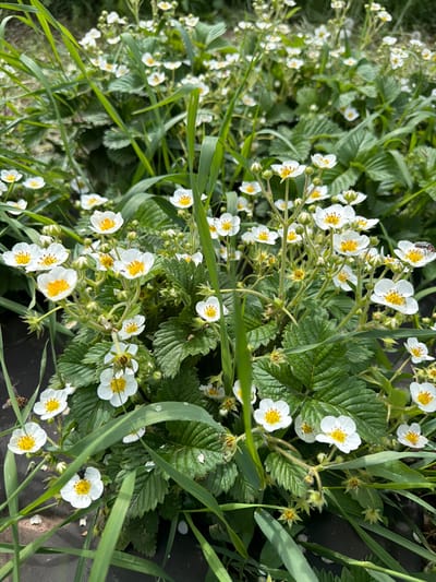 The image captures a close-up view of flowering strawberry plants, likely in a garden setting in Ol'khovo, Russia. The plants have white blossoms with yellow centers and green, textured leaves. Some blades of grass are interspersed among the strawberry plants. A dark material, potentially weed barrier fabric, is visible in the background. Insects are present on some of the flowers.