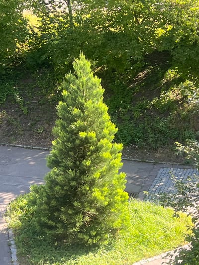 The image shows a tall, conical evergreen tree, likely a cypress or cedar, with vibrant green foliage, prominently situated in the foreground. The tree is surrounded by lush green grass and other low-lying vegetation. Behind the tree, a sloped area is covered in a mix of grass and dry brush, with larger trees forming a dense backdrop. A paved pathway or road runs along the left and bottom edges of the image, with a section of cobblestone paving visible on the right. Sunlight filters through the leaves of the overhead trees, casting dappled shadows on the ground and pathway. The scene appears to be a well-maintained green space within an urban environment, possibly a park or residential area, given the presence of paved surfaces and manicured vegetation. The location is identified as Schwäbisch Hall, Germany.