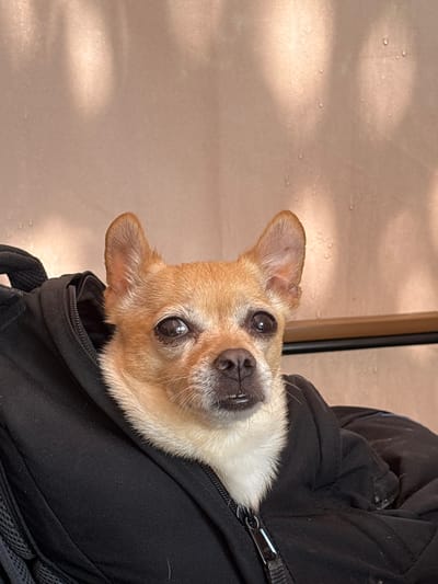 A small, tan Chihuahua with large, erect ears and dark eyes is nestled inside a black jacket, with only its head and neck visible. The jacket appears to be zipped up around the dog, creating a cozy enclosure. The background is a textured, light-colored wall with subtle patterns of light and shadow. There are no visible people or other animals. The setting is indoors or in a sheltered outdoor area. The image is a close-up shot, focusing on the dog's face and the texture of the jacket. There is no discernible location information related to Barziya, Bulgaria.