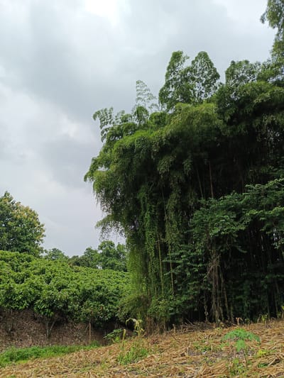 The image shows a dense patch of bamboo trees and other greenery under a cloudy sky. The location is likely in a rural or semi-rural area near Quevedo, Ecuador, judging by the lush vegetation and natural setting.

The bamboo stalks are tall and clustered together, with green foliage at the top. Vines and other plants are growing on and around the bamboo. To the left, a slope with smaller trees and bushes is visible. The ground is covered with fallen leaves and some weeds. The overall scene suggests a natural, perhaps slightly overgrown, environment. There are no people visible in the image.