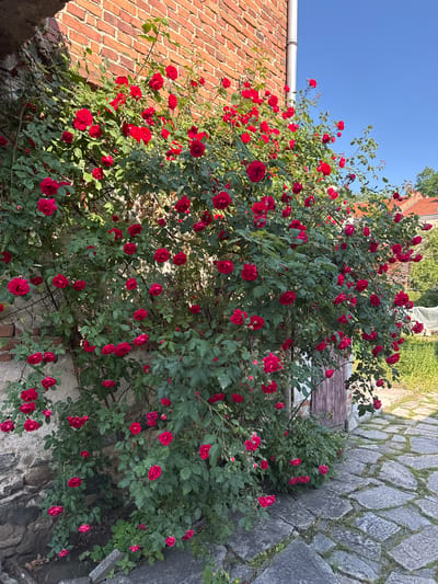 This media file depicts a lush rose bush in full bloom, its vibrant red flowers contrasting with the surrounding environment. The bush is situated outdoors, with a clear blue sky overhead suggesting a sunny day. To the left of the rose bush is a textured brick wall, characteristic of older architecture. Further to the right, the ground is paved with irregular, grey stones, hinting at a cobblestone path or courtyard. Green foliage from other plants is visible in the background, adding to the natural and somewhat rustic setting. The overall impression is one of a peaceful, sun-drenched garden or historical courtyard, possibly in Batak, Bulgaria, given the location context. There are no people visible in the image, and the focus is entirely on the natural beauty of the blooming roses and the architectural elements. The lighting suggests it is daytime, likely late morning or afternoon, given the shadows cast by the building and foliage.