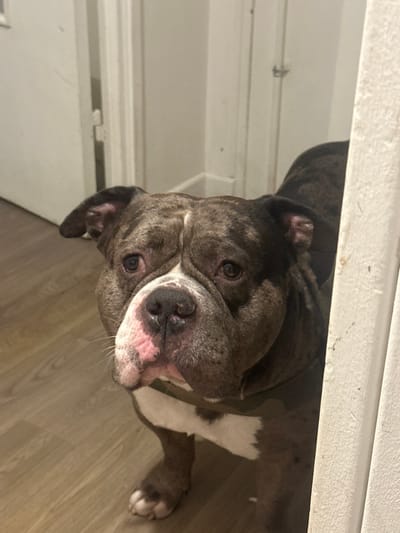 A brindle and white dog, consistent with a bulldog-type breed such as an American Bully, is positioned centrally, facing the viewer directly. The dog exhibits a dark brindle coat with prominent white markings on its muzzle and chest. Pink pigmentation is visible on its nose and surrounding muzzle area. Its eyes are dark, displaying a somber expression, with noticeable wrinkles on the forehead and around the eye orbits. The dog wears a green camouflage-patterned harness or vest. It stands on a light-colored wooden or laminate floor. To the right, a white door frame partially obstructs the dog's right side. In the background, a white door and a corresponding white door frame are visible, appearing slightly ajar and leading into an adjacent interior space. The background elements are out of focus. The specific location within the city of Stains, France, cannot be ascertained from the visual data present in the image.
