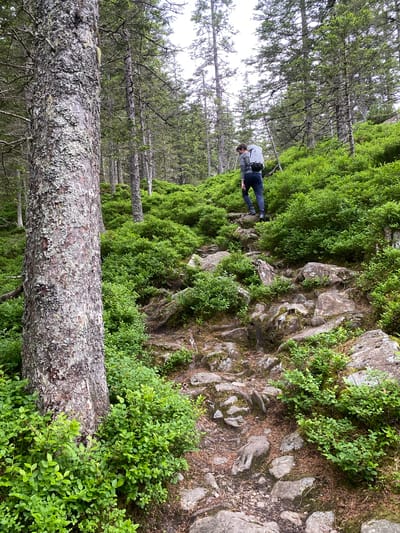 An outdoor photograph captures a hiking trail ascending a densely vegetated, rocky slope within a coniferous forest, located in Innertkirchen, Switzerland. One individual is visible, positioned in the upper middle ground, walking uphill away from the viewer. This person wears a grey long-sleeved shirt, dark blue pants, and dark shoes, and carries a light grey backpack with black straps. The trail, uneven and composed of exposed rocks, packed earth, and some roots, winds upwards from the lower right foreground.

The ground on either side of the trail and extending into the midground is covered in a dense growth of vibrant, bright green, low-lying shrubs with small ovate leaves, consistent with blueberry or bilberry plants. Numerous grey boulders and smaller rocks, some partially covered in moss, are interspersed throughout the vegetation and form parts of the trail.

In the left foreground, a large tree trunk dominates the left side of the frame. Its bark is rough, greyish-brown, and heavily textured with patches of light grey and white lichens. In the background and extending to the sides, a dense forest of tall, slender coniferous trees, likely fir or spruce, stands under a bright, overcast sky, which is visible in fragmented patches through the canopy.