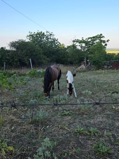 The image depicts a rural scene at Gara Oreshets, Bulgaria. Two horses, one a dark brown adult and the other a foal with white and brown markings, are grazing in a dry, grassy field. The setting appears to be an open pasture with some trees and brush scattered throughout. In the background, there are remnants of some structures, possibly old farm buildings, and a rusted metal shed. A barbed wire fence runs across the foreground, partially obscuring the view of the animals and the field. The sky is clear and blue, suggesting it is daytime, possibly late afternoon or early evening given the light. The overall impression is one of a quiet, rustic environment. There is no visible text in the image.