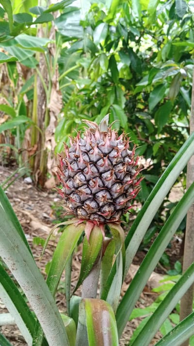 A young pineapple fruit, still developing on its plant, is the central subject of this close-up, vertical, outdoor shot. The pineapple is predominantly gray and tan, with spiky, reddish-brown tips, and sits atop a thick, gray stalk surrounded by long, green leaves. The background is a blur of lush green foliage, suggesting a tropical environment, with hints of banana trees and other leafy plants. The ground beneath is a mix of dry soil and scattered debris. No people are present.