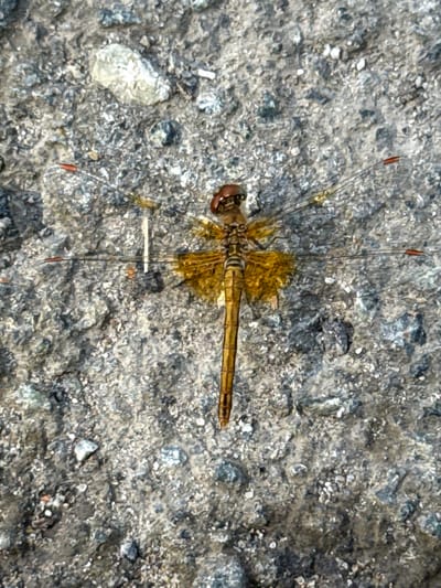 A close-up, top-down shot shows a dead dragonfly resting on a rough, grey, gravelly surface. The dragonfly is oriented vertically in the center of the frame, with its head pointing upwards. Its body is slender and brown, segmented, with a lighter stripe running down its back. Its wings are translucent with a golden-brown hue and delicate vein patterns. The edges of the wings have small, reddish-brown tips. The dragonfly's large, compound eyes are visible at the top of its head, appearing dark brown. The surrounding surface is composed of small, irregularly shaped grey stones and pebbles, with some lighter-colored fragments scattered throughout. No people are present in the image. The location is identified as Bogdanovich, Russia.