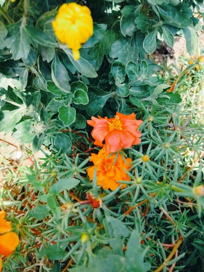 The image shows a close-up view of several flowering plants with vibrant orange and yellow petals, surrounded by lush green foliage. The flowers appear to be blooming in a garden or natural setting. The background consists of soil and other vegetation, suggesting an outdoor environment. There are no people or animals visible in the image. The lighting suggests it is daytime, with sunlight illuminating the flowers and leaves. The image is framed from a top-down perspective.
