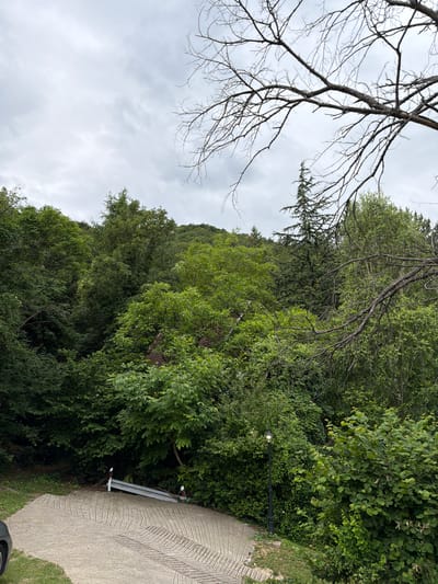 The image depicts a view of a tree-lined hillside in the Golubac Municipality, Serbia, on an overcast day. A concrete path, featuring a textured surface with parallel grooves, leads from the lower left foreground upwards and curves to the right. A section of a guardrail, with red and white reflectors, is visible partially submerged in foliage on the right side of the path. A lamppost stands further up on the right, near the edge of the path and amidst lush green bushes. The hillside is densely covered with various types of trees, creating a thick canopy. In the mid-ground, a small section of a tiled roof of a building is peeking through the trees. The top portion of the image is dominated by a bare tree branch extending from the upper right, silhouetted against a cloudy sky.
