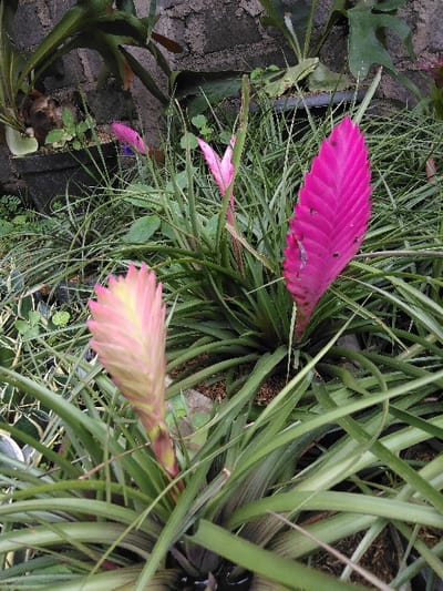 The image displays a close-up view of a cultivated plant arrangement situated in San Cristóbal, Costa Rica. The scene is dominated by multiple bromeliad plants, specifically *Tillandsia* species, set against a dark gray concrete block wall in the background.

In the immediate foreground, a bromeliad plant presents an erect, paddle-shaped inflorescence exhibiting a gradient of pale pink to yellow hues at its top, encircled by long, green, strap-like leaves. To the right in the midground, a prominent, vibrant fuchsia-colored, ribbed inflorescence of a bromeliad stands in sharp focus, with several small dark specks, possibly insects or debris, visible on its surface. Slightly behind and to its left, a smaller, lighter pink inflorescence is also visible. These plants are rooted in a dark, soil-like substrate, with several black plastic plant pots partially visible in the background, suggesting container cultivation. Additional leafy plants, including a large staghorn fern (*Platycerium* sp.) in a pot, are discernible along the concrete wall. The environment is illuminated by natural light, and no human figures are present in the scene.