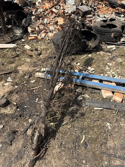 The image displays a scene of significant destruction in Nedryhailiv, Ukraine. In the foreground and midground, a charred, leafless tree trunk, approximately 2.5 meters in length, lies horizontally on disturbed soil, its root ball visible at the bottom. The ground surface is a mixture of dry earth, sparse dead vegetation, and scattered fragments of burnt debris, including small pieces of charcoal and charred wood.

In the background, a large mound of rubble dominates the left and center, consisting primarily of broken red bricks, concrete fragments, and twisted, blackened structural elements, indicating a destroyed building. To the right of the rubble pile, two large, damaged, and blackened vehicle tires are present. Further right and partially obscured by the charred tree, two parallel blue metal beams or structural components rest on the ground. No individuals or active subjects are visible. The scene is illuminated by direct sunlight, casting shadows. The overall environment suggests severe damage consistent with fire and structural collapse.