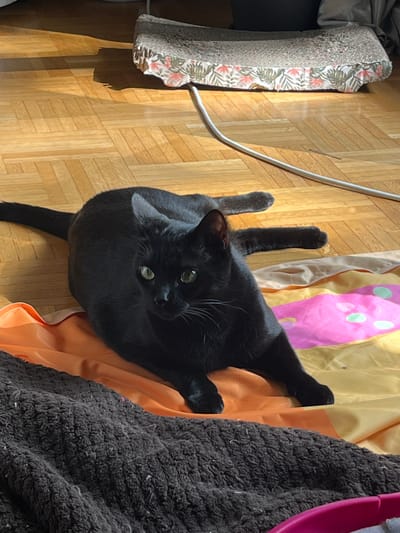 A black cat is lying on a patterned blanket on a wooden floor, in L'Haÿ-les-Roses, France. The cat is facing the camera with its eyes open, and its tail is stretched out behind it. The blanket is orange, yellow, and pink, with green and pink polka dots. A dark brown fuzzy blanket is in the foreground. Sunlight is streaming in from the left, casting shadows on the floor. In the background, a bed with a floral-patterned skirt is visible. A white cable runs across the floor and onto the bed.
