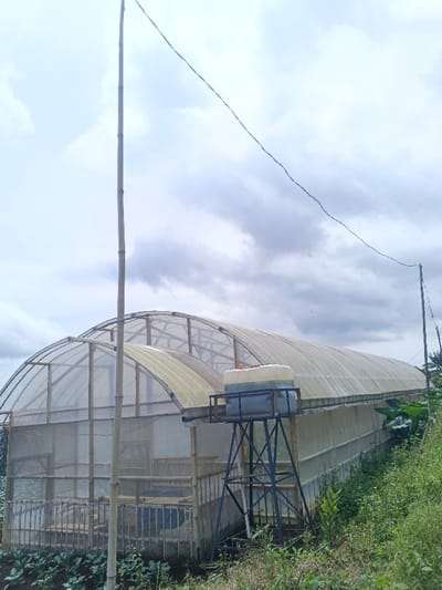 An arched, multi-span greenhouse structure occupies the midground, constructed with a visible bamboo framework and covered by translucent, possibly plastic or polycarbonate, sheeting. The greenhouse features a low concrete base, topped with bamboo and mesh side panels. Inside the leftmost section, dark, rectangular cultivation beds or tanks are discernible. To the right of the greenhouse's front section, a white and yellowish plastic water tank is elevated on a dark metal scaffold stand, with an orange cap visible on top.
In the foreground, a tall, slender bamboo pole extends vertically beyond the frame. A dark wire stretches diagonally across the sky from the upper left, attached to another pole partially visible on the far right. The ground in the foreground and around the structure is covered with green vegetation, including grass and various plants, some resembling Brassica crops, and slopes upwards to the right. The sky is largely overcast with grey and white clouds. The scene is located in ឃុំ ផាត់សណ្ដាយ, Cambodia. No individuals are present.
