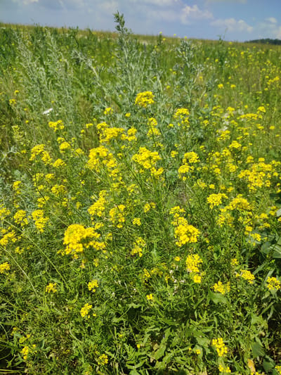 A vibrant field of yellow wildflowers blooms under a partly cloudy blue sky. The flowers are clustered densely, with some reaching higher than others, creating a textured green and yellow carpet. In the background, the terrain slopes upward, covered in more greenery and distant trees. There are no people or man-made structures visible in this natural landscape. The image appears to be taken during daytime. The specific location in Bakhmut, Russia, cannot be determined from the visual information alone.