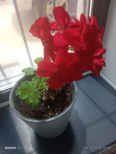 A close-up, low-angle shot of a potted red geranium plant sits on a windowsill. The plant has several vibrant red flowers and green leaves. The pot is a light gray plastic with some soil visible around the base of the plant. Sunlight streams through the window, casting shadows on the dark gray surface where the pot rests. In the background, through the window, a blurred image of a vehicle tire is visible. The timestamp "08.07.2026 12:59" and "REDMI 13C" are overlaid on the bottom of the image. There are no people or animals in the scene. The scene appears to be indoors, likely in a residential setting in Bökönbaev, Kyrgyzstan.