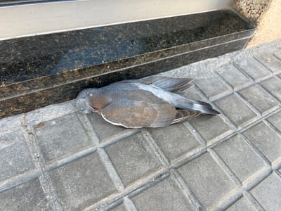 A dead pigeon lies on a grey, tiled pavement adjacent to a dark granite threshold in Granollers, Spain. The bird is positioned near a wall that transitions from the dark granite to a speckled beige surface.