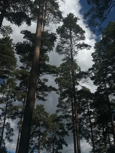 A low-angle shot looking up through tall coniferous trees in Massiv Koloskovo, Russia. The sky above is a mix of dark, dramatic clouds and patches of bright blue sky. The tree trunks are rough and brown, with their branches and dark green needles reaching towards the sky. Some of the trees are silhouetted against the brighter parts of the sky, while others are more illuminated by diffused light. The scene conveys a sense of the vastness of the forest and the power of nature. There are no people or visible animals in the image.