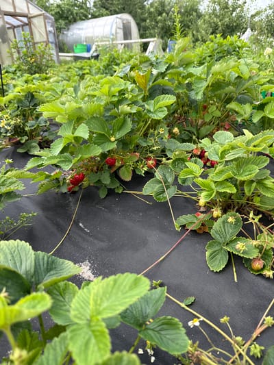 The image shows a close-up view of a strawberry patch, with lush green leaves and several red strawberries visible. The plants are growing on black fabric, likely landscape fabric used for weed suppression. In the background, out of focus, are parts of a greenhouse or cold frame structure, suggesting this is a garden or agricultural setting. A glimpse of trees and foliage can also be seen in the upper left portion of the image. The lighting appears to be natural daylight, suggesting it's daytime, and the overall scene conveys a sense of growth and cultivation. No people are visible in the image, and there is no visible text. The location context provided is Berëzovka, Russia.