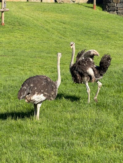 The image displays two ostriches (Struthio camelus) situated within a large, brightly illuminated grassy enclosure, characteristic of an animal habitat such as the Kristiansand Zoo and Amusement Park (Dyreparken i Kristiansand) in Kristiansand, Norway.
The ostrich on the left stands in the foreground, facing slightly right, with its head turned to the right as if observing the second ostrich. Its plumage is predominantly dark brown and black across its body, with lighter, off-white feathers on its underside and upper legs. It possesses a long, slender, light grey neck and a small head. Two sturdy, light-colored legs are visible, supporting its weight on the green grass. This ostrich casts a distinct, elongated shadow to its left.
The ostrich on the right is positioned further back and slightly to the right, oriented towards the left. Its head is angled, and its beak is open, revealing a pinkish interior, indicating vocalization or a display. Its body plumage is dark brown and black, similar to the first ostrich, but its feathers, particularly on its back and wings, appear ruffled and elevated, suggesting active movement or an agitated state. One of its strong, light-colored legs is visibly lifted from the ground, implying a step or a gesture. This ostrich also casts a pronounced shadow to its left.
The ground consists of vibrant green grass, appearing healthy and relatively dense, with minor variations in height. Strong sunlight illuminates the scene from the upper right, creating sharp, dark shadows. In the upper left background, a light brown wooden post with a horizontal crossbeam is visible, suggesting part of a fence or structure. In the upper right background, a dark, irregularly stacked stone wall is partially visible, obscured by another wooden post. The overall scene depicts an outdoor animal enclosure under clear, sunny conditions.