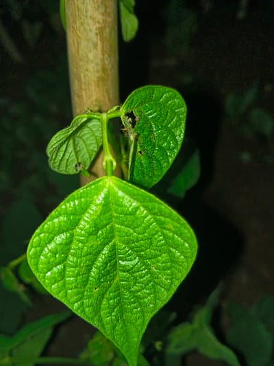 This close-up image, captured in Banteay Srei, Cambodia, presents a section of a vibrant green plant with several leaves and a supporting structure. A large, distinctively green, diamond-shaped leaf with a textured, puckered surface and visible venation occupies the lower central and right portion of the frame. Above it, two smaller, similar green leaves are visible, one overlapping the other, with minor irregularities or small perforations evident on their surfaces. A slender, light brown wooden pole or sapling trunk runs vertically along the left side of the frame, partially obscured by the foliage, providing support for the plant. A small, dark-bodied arthropod, possibly an ant, is observed on the underside or edge of the upper right leaf, near some fine, web-like material or debris. The background is dark and out of focus, indicating a shadowy or densely vegetated environment, with indistinct green forms faintly visible. The primary leaves are distinctly illuminated against the darker surroundings.