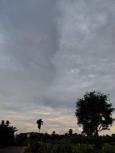 A rural scene unfolds under a cloudy sky. A dark asphalt road runs along the right, bordered by lush green vegetation and trees. A large tree with dense foliage dominates the upper right, silhouetted against a brighter band of sky peeking through the clouds. A tall, slender palm tree stands amidst the greenery, adding to the tropical feel. The sky, filled with thick, layered clouds, occupies most of the frame, suggesting either dawn or dusk.