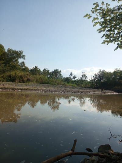 In Wonosegoro, Indonesia, a tranquil river scene unfolds under a clear blue sky. The foreground is dominated by the murky brown water, reflecting the surrounding trees and the pale sky. Small white bubbles dot the surface of the river, hinting at its natural activity. A fallen tree branch lies partially submerged in the water in the lower right corner.
The riverbank on the opposite side is lined with a dense growth of trees and tall grass, creating a lush green backdrop. The ground along the bank appears to be a mix of soil and small stones. A single person, appearing as a dark silhouette, stands on the bank, facing away from the camera. Their posture suggests they may be fishing or observing the water. The overall impression is one of peaceful natural beauty.