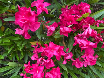 The image displays a close-up view of bright pink oleander flowers and their long, green leaves. The flowers are clustered together, with some in full bloom and others appearing to be wilting or in bud. The leaves are elongated and pointed, with a slightly glossy appearance. The background consists of more foliage and some indistinct darker areas, possibly indicating shadows or further vegetation. There are no people or animals visible in the image. The scene appears to be outdoors, suggesting a natural setting. The location is specified as Bormes-les-Mimosas, France.