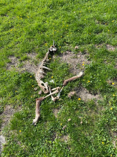 In Axalp, Switzerland, a deceased deer skeleton lies on its side in a grassy field dotted with small yellow flowers. The skeleton is largely intact, with the skull, spine, ribs, and leg bones visible. Some patches of fur and tufts of hair remain attached to the bones, particularly on the hind legs. The surrounding environment is a sunny, open field with lush green grass and scattered patches of bare earth. The scene appears natural and undisturbed, suggesting the animal died of natural causes or predation some time ago.