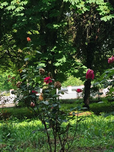 The image depicts a verdant outdoor garden or park scene in Tsarev Brod, Bulgaria, under daylight conditions. The foreground features an expanse of green grass with varying heights and textures. A prominent rose bush stands centrally, bearing multiple blooms in different stages: an unopened orange bud on the upper left, several vibrant pink and red open flowers, and numerous withered, brown, and dried rose blossoms scattered among the foliage. The leaves of the rose bush are dark green, some showing light reflections.
In the mid-ground, a dark metal fence, possibly wrought iron, stretches horizontally across the frame, partially obscured by the foliage. Behind this fence, sections of white or light-colored structures, possibly walls or a building, are visible, interspersed with further green vegetation. To the right of the frame, a distinct pink rose bloom appears to be growing directly from or strongly supported by a visible tree trunk. Another red rose is situated lower on the right, closer to the fence.
The background is dominated by large, deciduous trees with dense, vibrant green canopies, indicating mature growth. Sunlight filters through the leaves, creating patterns of light and shadow. The overall impression is one of a cultivated but somewhat untended natural space. No human or animal figures are present in the scene.